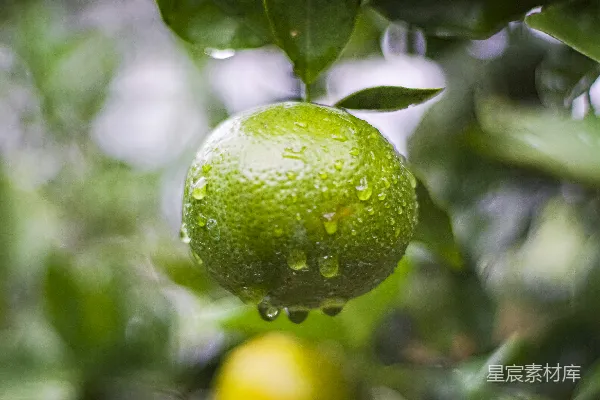 树上挂着一颗滴着水珠的柠檬