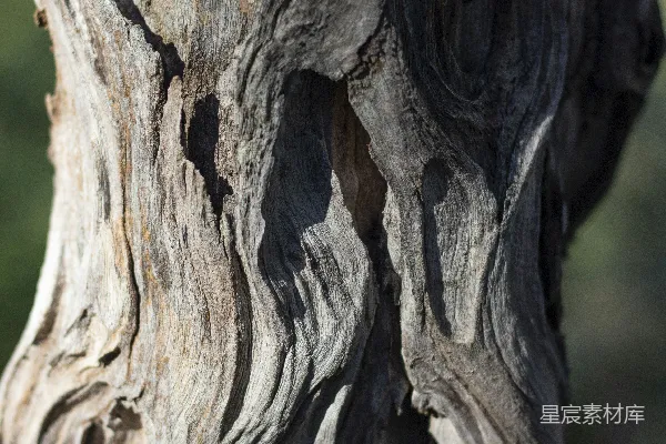 高清摄影 棕色树干在近距离拍摄中