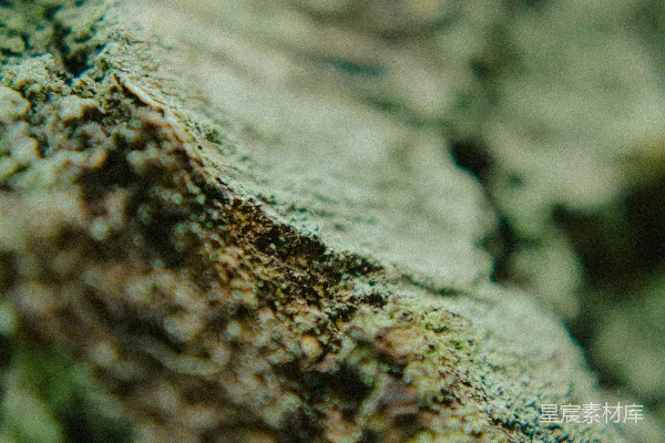高清摄影 树皮粗糙，长着苔藓。
