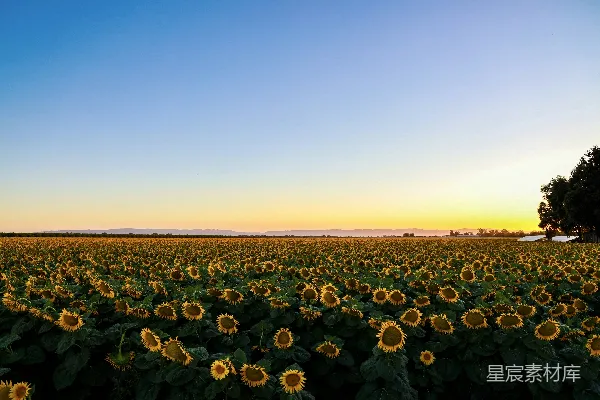 高清摄影 夕阳下的绿色植物田地