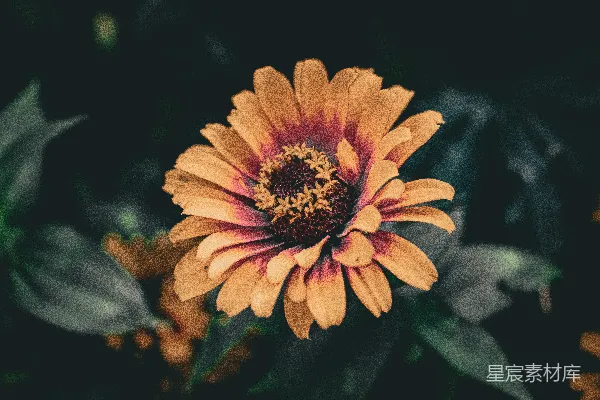 一朵黄色和红色花朵的特写镜头