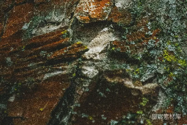 高清摄影 粗糙的树皮特写，带有绿色苔藓