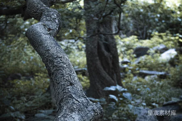 高清摄影 一棵有许多分枝的树