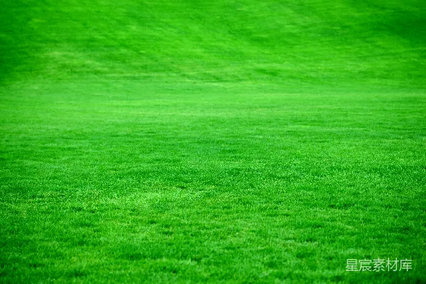 绿草 fields
