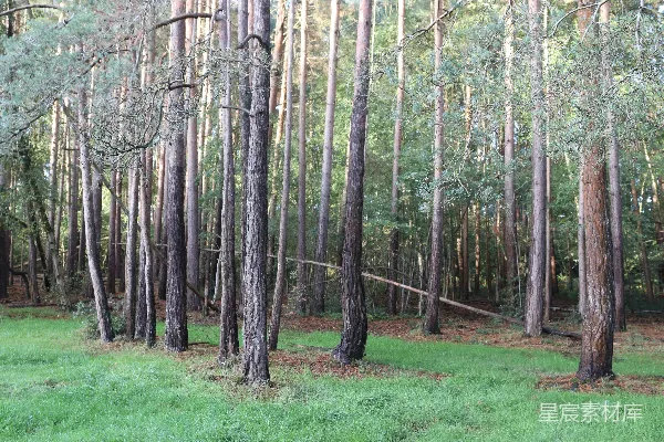 高清摄影 郁郁葱葱的森林中的高大松树