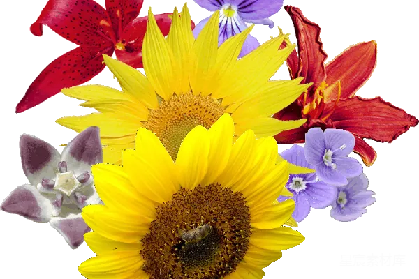 元素素材 花束
