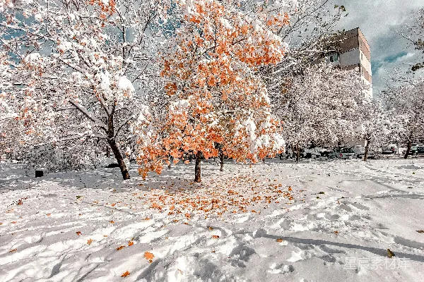 覆盖着白雪的公园，树木和一幢建筑在背景中。