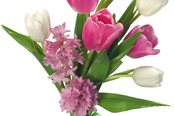 元素素材 花束