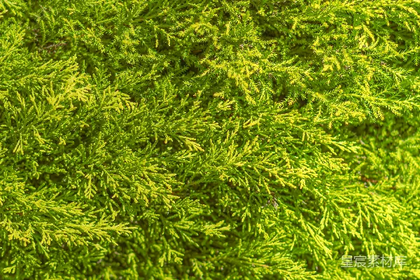 一棵绿植的特写镜头，长满了叶子。