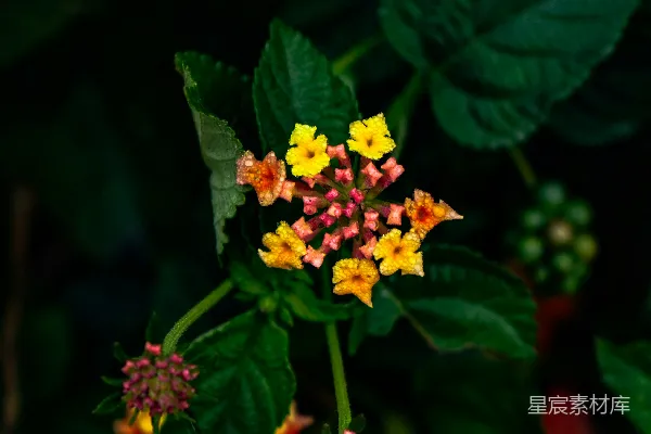 一朵黄色和红色的花周围环绕着绿色的叶子