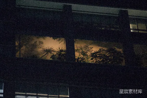 夜晚透过建筑窗户可见的热带植物