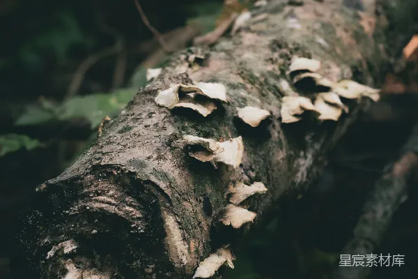 高清摄影 长在倒下的树干上的蘑菇。