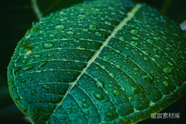 水滴黏在一片翠绿的叶上。