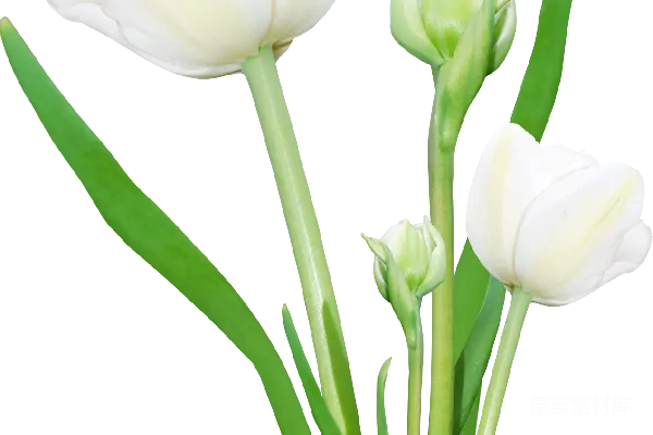 元素素材 花束