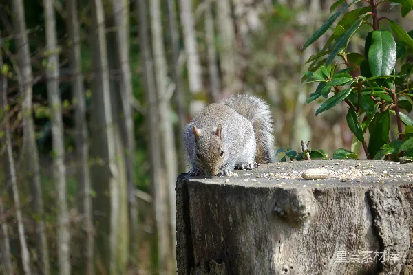 树桩上一只坐在上面的老鼠quirrel
