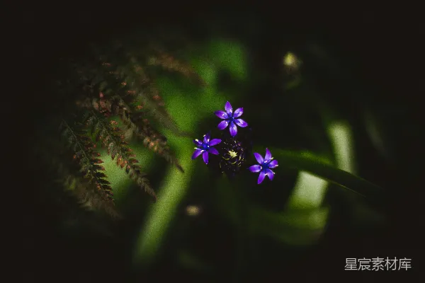 高清摄影 浅景深的紫色花朵照片