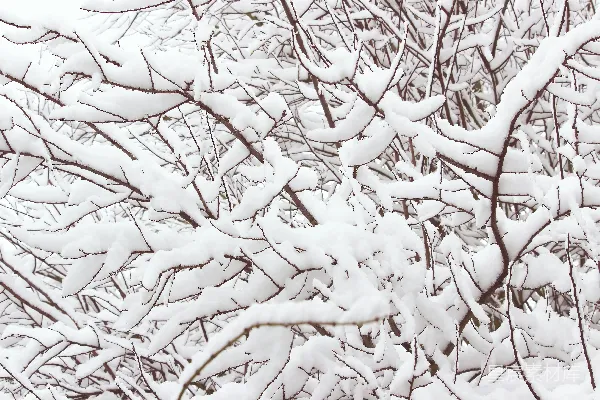 覆盖着大量雪花的树枝