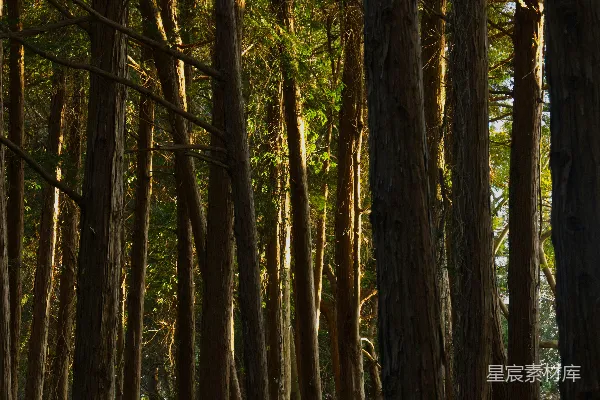 高清摄影 茂密森林中的高大树木在阳光下。