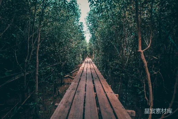 高清摄影 白天，绿色树木间的一条棕色木制小径