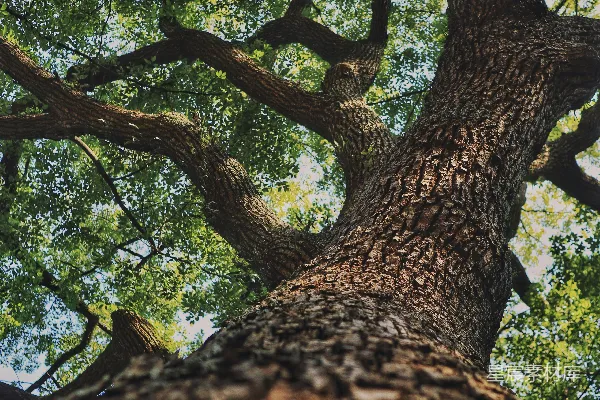 高清摄影 树干纹理清晰，向上延伸至绿色树冠。