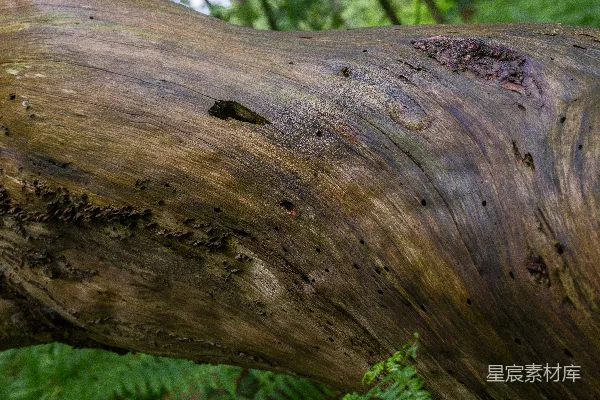 高清摄影 一根风化的原木躺在森林的地面上。