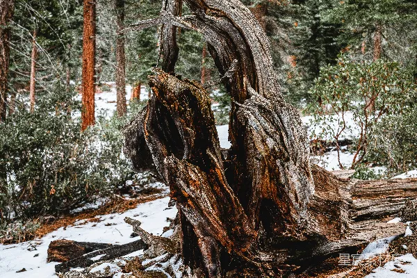 高清摄影 棕色的树干在积雪覆盖的地面上