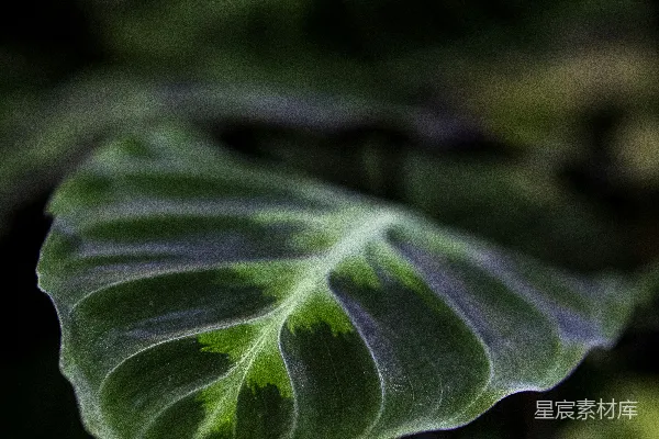 一片绿色的大叶子，背景为黑色