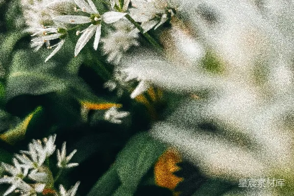 高清摄影 一片田野中的一簇白花。
