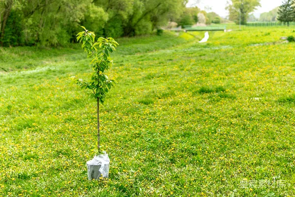 绿色植物放在白色塑料袋里