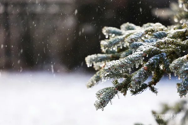 雪地里的一棵松树特写