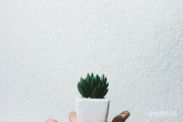 拿着多肉植物的人