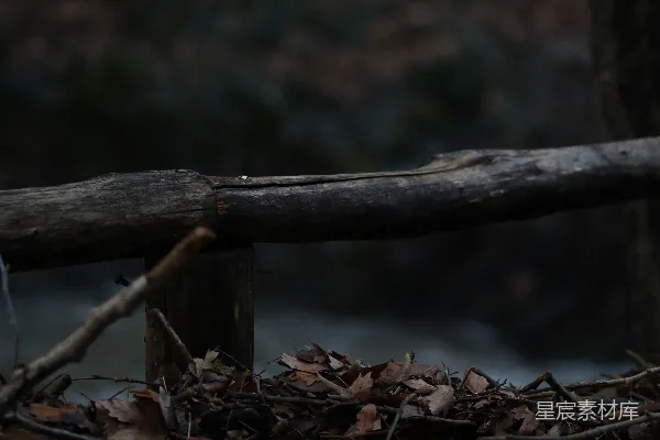 高清摄影 一枝带有叶子的树枝