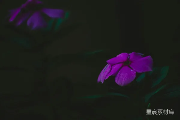 黑色背景上一朵紫色的花和几片绿色的叶子