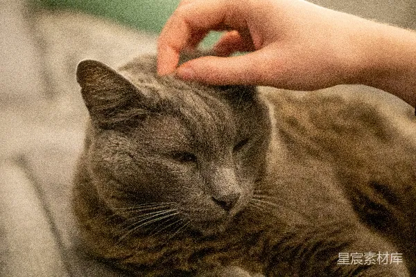 床上有人在逗猫。
