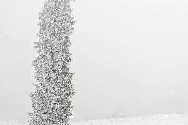 覆盖着白雪的绿松树