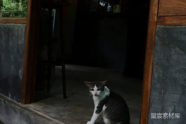 一只猫坐在门廊上，门边。