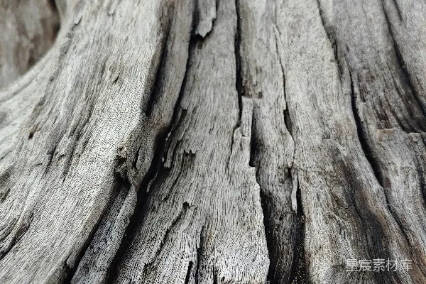 高清摄影 树干的特写视角