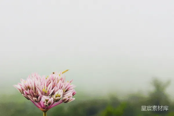 一朵粉色的花，背景模糊。