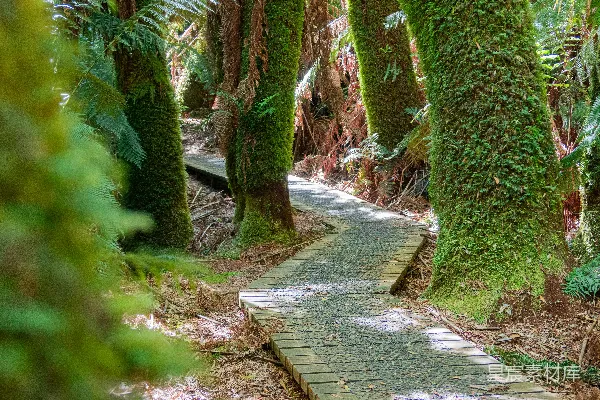 白天绿色植物之间的灰色混凝土小径