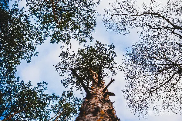 高清摄影 白天树的低角度视图