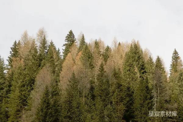 高清摄影 一排紧挨着的树