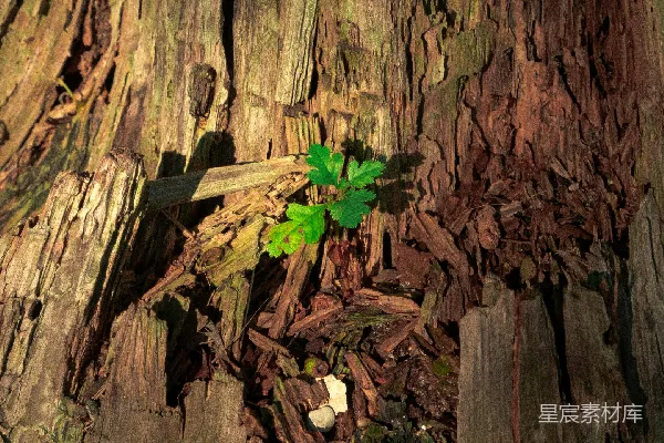 高清摄影 一棵从树皮中长出来的绿色植物