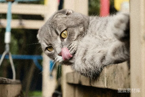 一只灰色的猫躺在一张木制长凳上。
