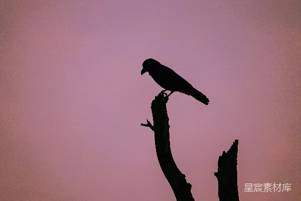 树梢上一只鸟儿在栖息。