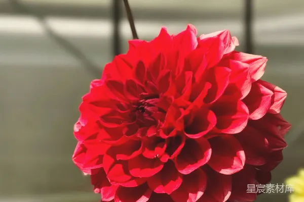 花园里两朵红花，背景是温室。