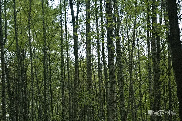 高清摄影 一片高大的树木森林