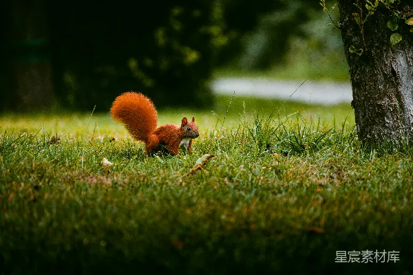 棕色 squirrels 在绿色草地上 白天