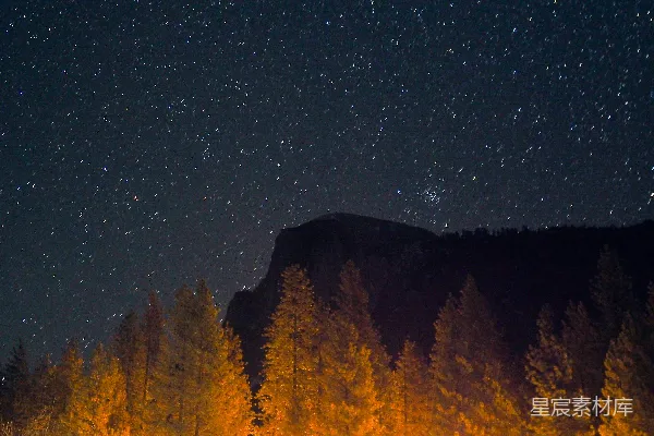 星夜下的绿松树