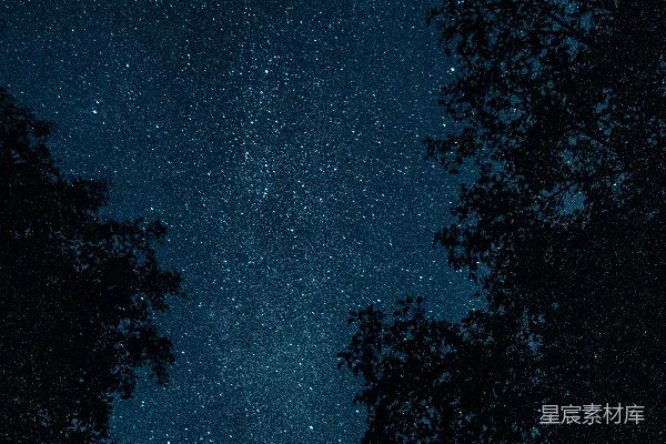 夜空布满了星星和树木