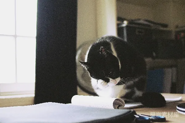 黑猫在桌子上挠抓。